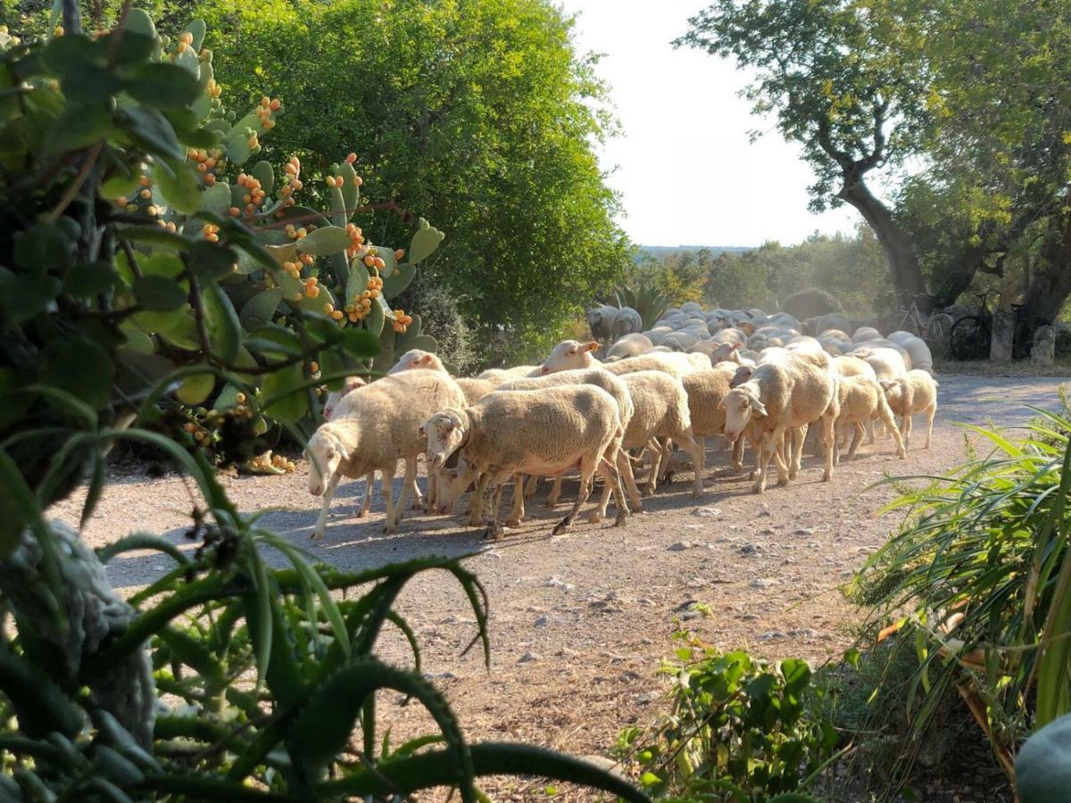 Agroturismo Can Guillo Villa Pollença Dış mekan fotoğraf