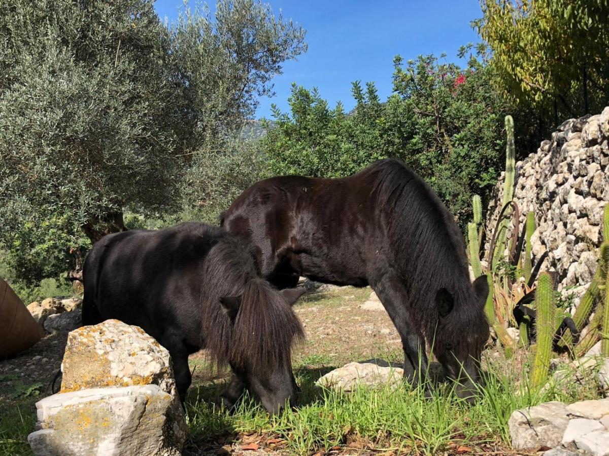 Agroturismo Can Guillo Pollença Dış mekan fotoğraf