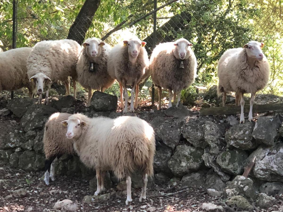 Agroturismo Can Guillo Pollença Dış mekan fotoğraf