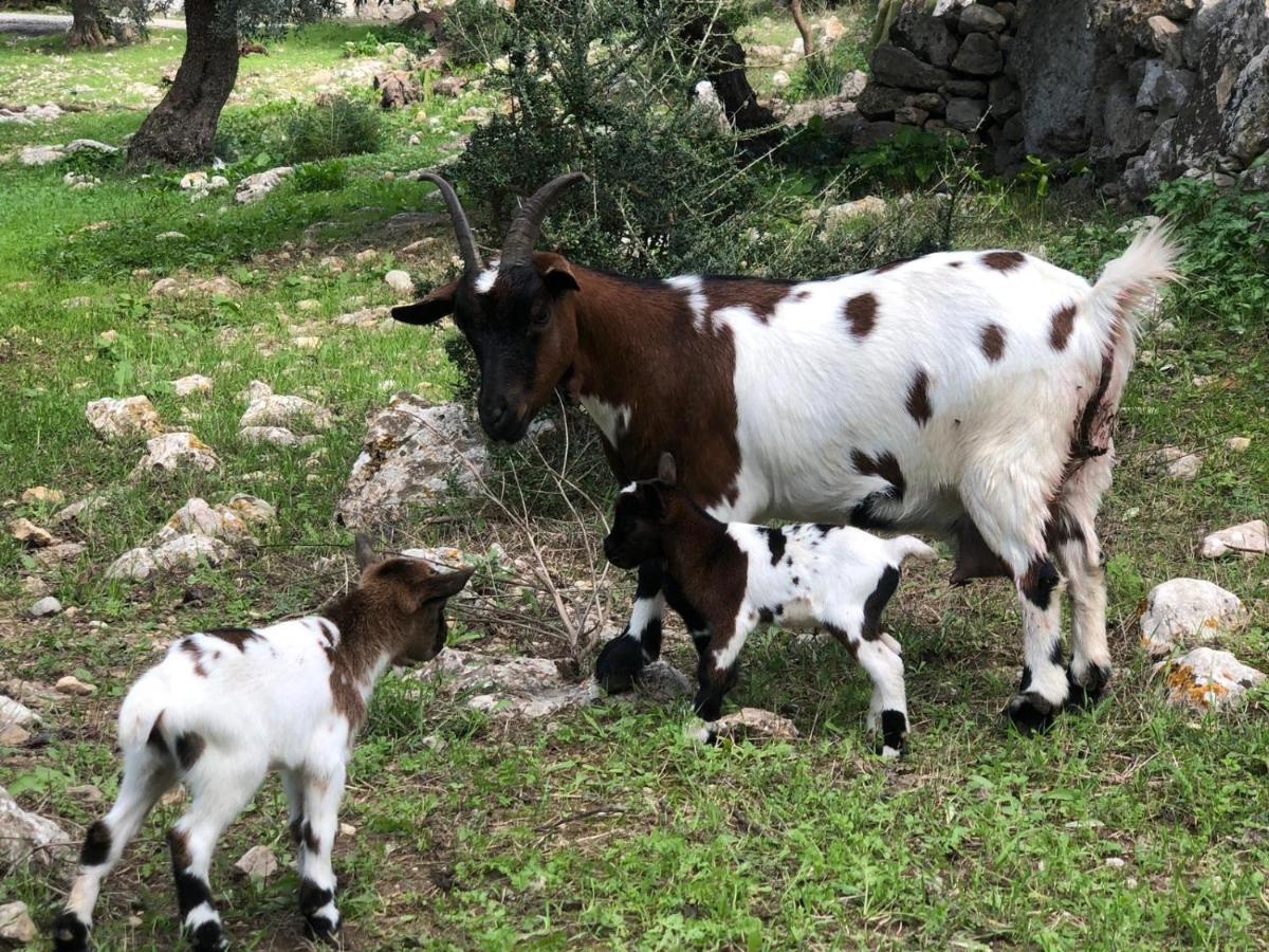 Agroturismo Can Guillo Villa Pollença Dış mekan fotoğraf