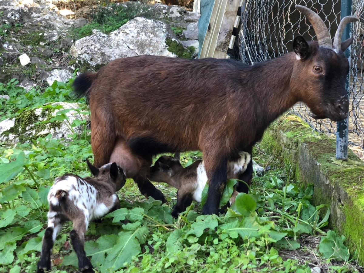 Agroturismo Can Guillo Pollença Dış mekan fotoğraf